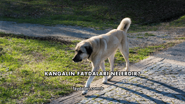 Kangalın Faydaları Nelerdir?