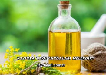 Kanola Yağı Faydaları Nelerdir