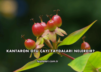 Kantaron Otu Çayı Faydaları Nelerdir?