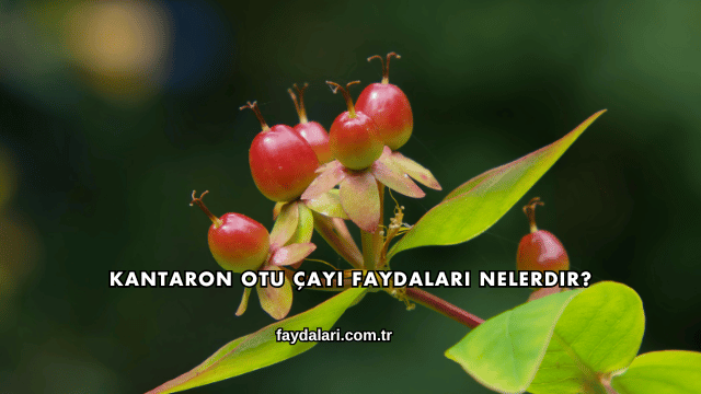 Kantaron Otu Çayı Faydaları Nelerdir?
