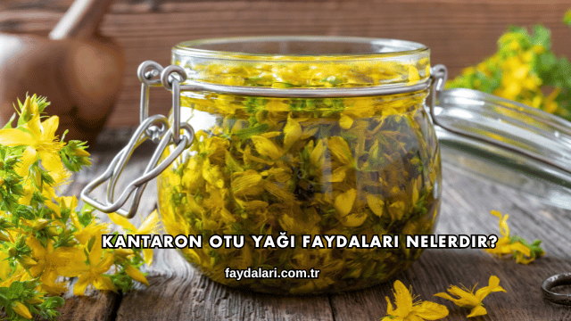 Kantaron Otu Yağı Faydaları Nelerdir?