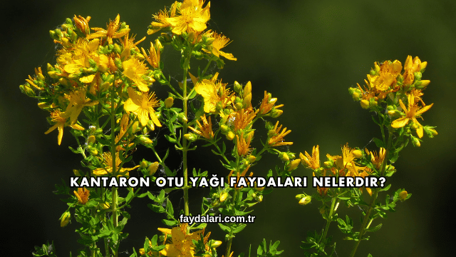 Kantaron Otu Yağı Faydaları Nelerdir?