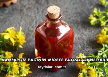 Kantaron Yağının Mideye Faydaları Nelerdir