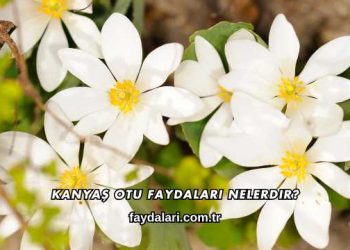 Kanyaş Otu Faydaları Nelerdir?