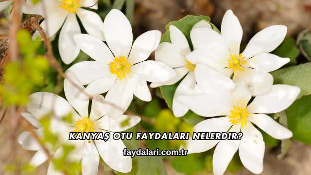 Kanyaş Otu Faydaları Nelerdir?