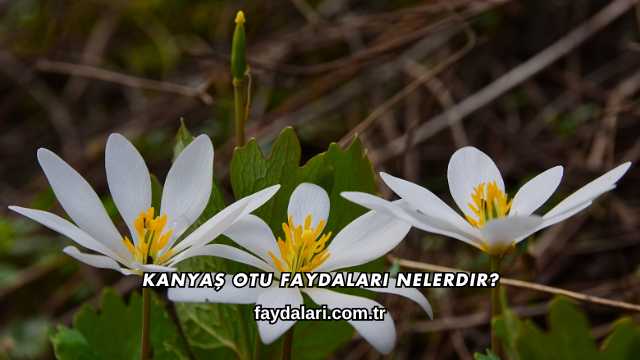 Kanyaş Otu Faydaları Nelerdir?