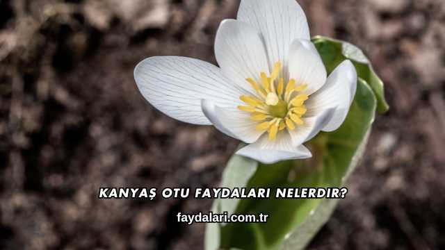 Kanyaş Otu Faydaları Nelerdir?