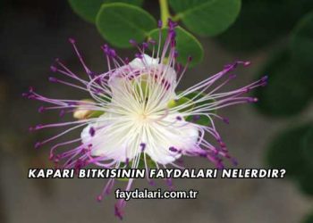 Kapari Bitkisinin Faydaları Nelerdir?