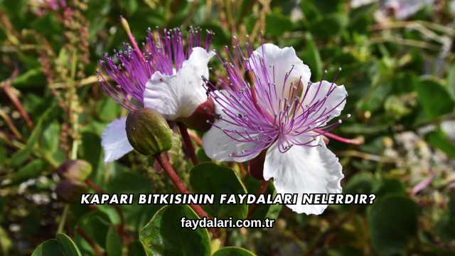 Kapari Bitkisinin Faydaları Nelerdir?