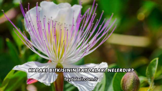 Kapari Bitkisinin Faydaları Nelerdir?