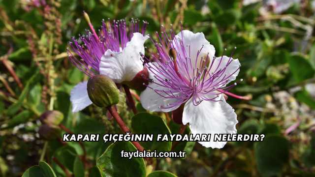 Kapari Çiçeğinin Faydaları Nelerdir?