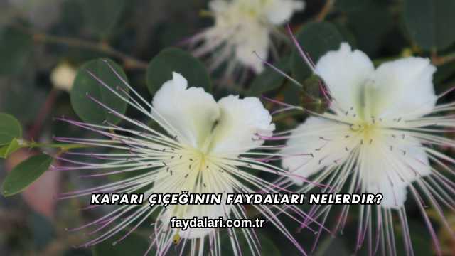 Kapari Çiçeğinin Faydaları Nelerdir?