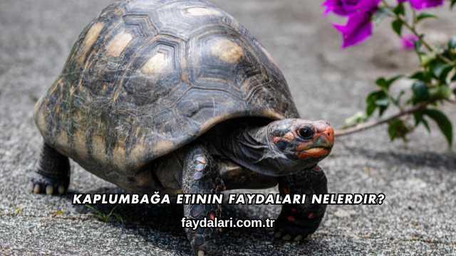Kaplumbağa Etinin Faydaları Nelerdir?