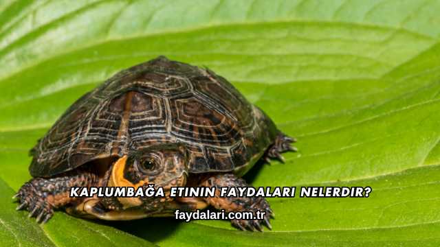 Kaplumbağa Etinin Faydaları Nelerdir?