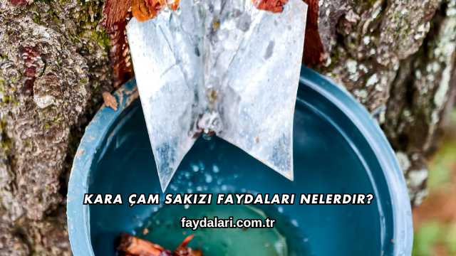 Kara Çam Sakızı Faydaları Nelerdir?