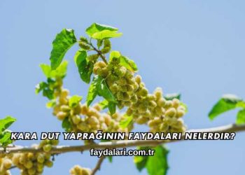 Kara Dut Yaprağının Faydaları Nelerdir?