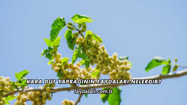 Kara Dut Yaprağının Faydaları Nelerdir?