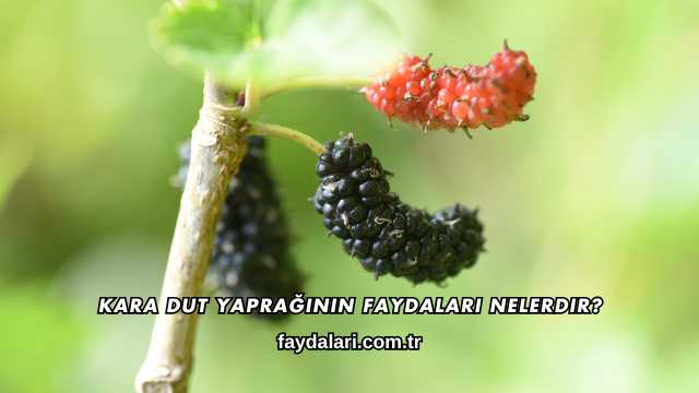 Kara Dut Yaprağının Faydaları Nelerdir?