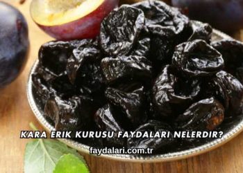 Kara Erik Kurusu Faydaları Nelerdir?