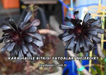 Kara Halile Bitkisi Faydaları Nelerdir?