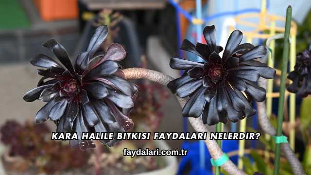 Kara Halile Bitkisi Faydaları Nelerdir?