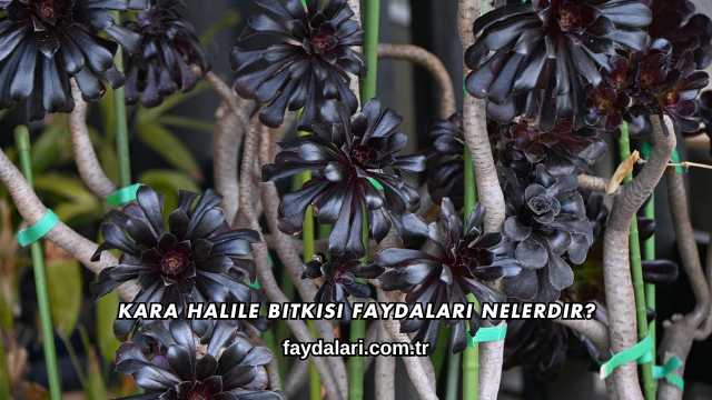 Kara Halile Bitkisi Faydaları Nelerdir?