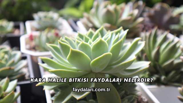 Kara Halile Bitkisi Faydaları Nelerdir?