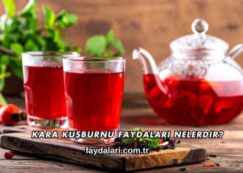 Kara Kuşburnu Faydaları Nelerdir?