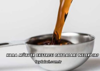 Kara Mürver Ekstresi Faydaları Nelerdir?