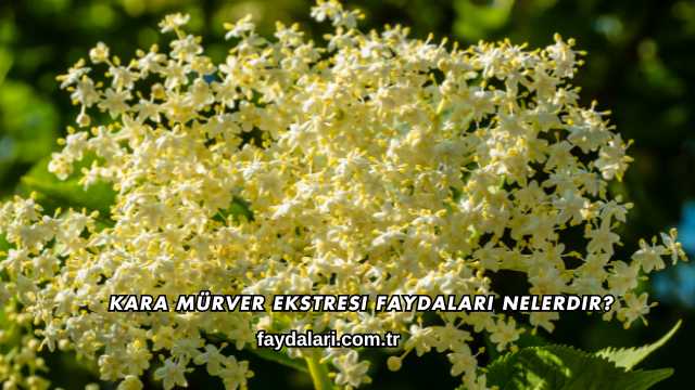 Kara Mürver Ekstresi Faydaları Nelerdir?