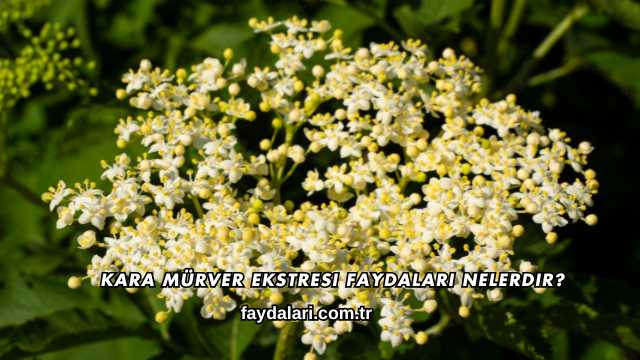 Kara Mürver Ekstresi Faydaları Nelerdir?
