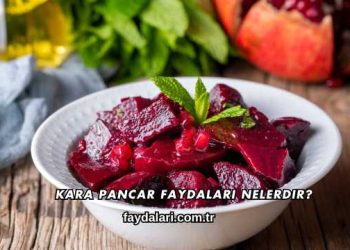 Kara Pancar Faydaları Nelerdir?