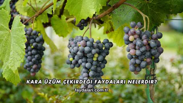 Kara Üzüm Çekirdeği Faydaları Nelerdir