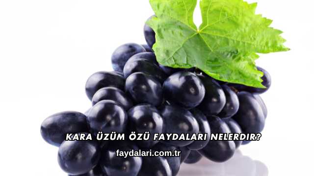Kara Üzüm Özü Faydaları Nelerdir?