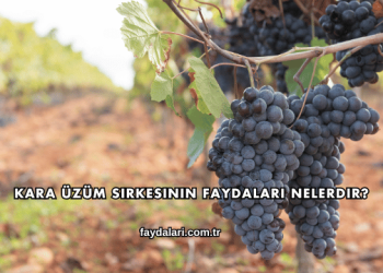 Kara Üzüm Sirkesinin Faydaları Nelerdir?