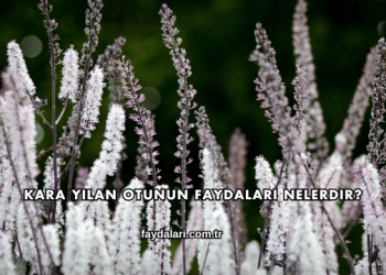 Kara Yılan Otunun Faydaları Nelerdir?