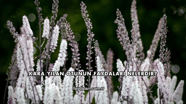 Kara Yılan Otunun Faydaları Nelerdir?