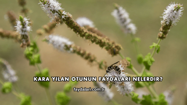 Kara Yılan Otunun Faydaları Nelerdir?