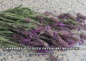 Karabaş Otu Suyu Faydaları Nelerdir?
