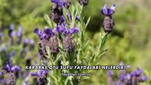 Karabaş Otu Suyu Faydaları Nelerdir?