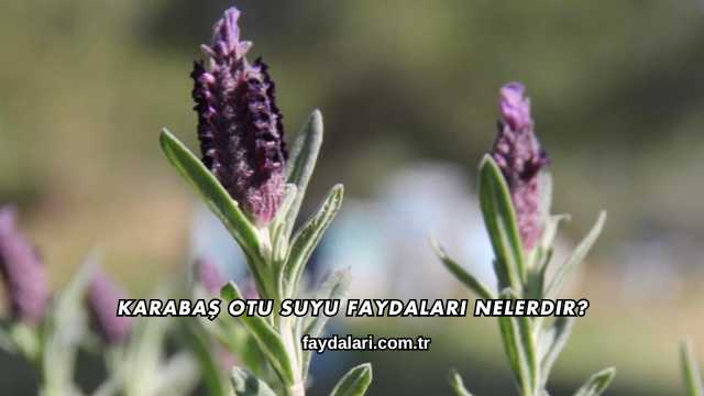 Karabaş Otu Suyu Faydaları Nelerdir?
