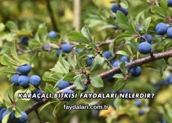 Karaçalı Bitkisi Faydaları Nelerdir?