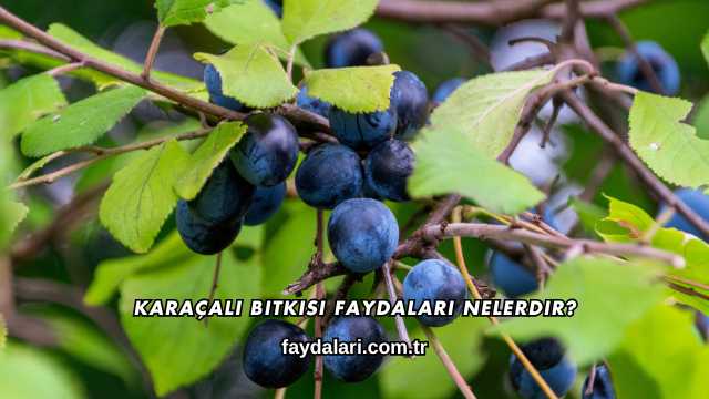 Karaçalı Bitkisi Faydaları Nelerdir?