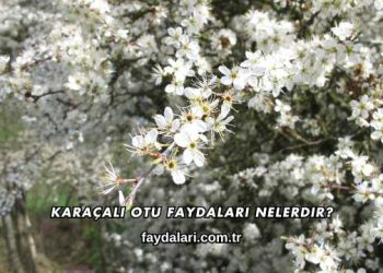 Karaçalı Otu Faydaları Nelerdir?