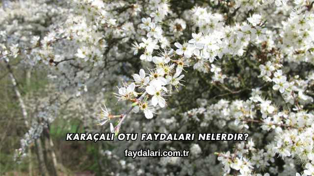 Karaçalı Otu Faydaları Nelerdir?