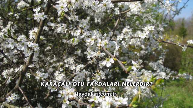 Karaçalı Otu Faydaları Nelerdir?