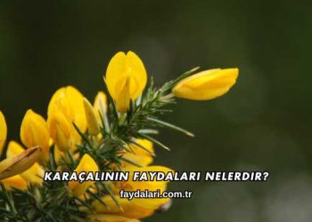 Karaçalının Faydaları Nelerdir?