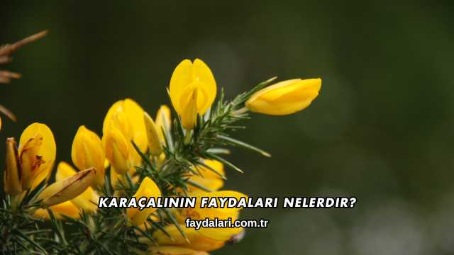 Karaçalının Faydaları Nelerdir?