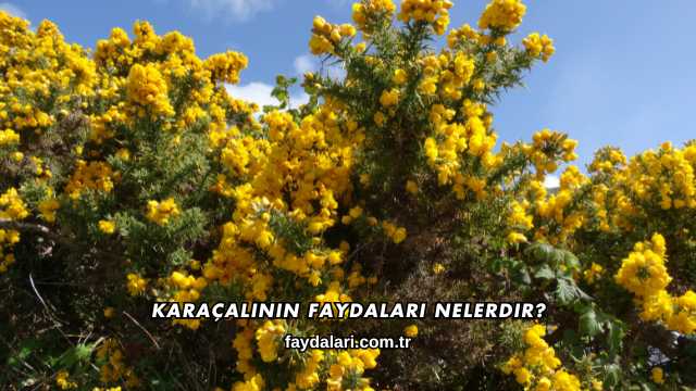 Karaçalının Faydaları Nelerdir?