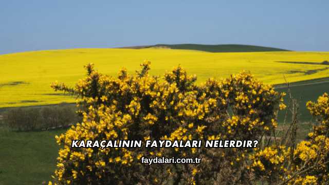 Karaçalının Faydaları Nelerdir?